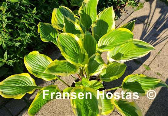 Hosta Lakeside Zesty Zeno